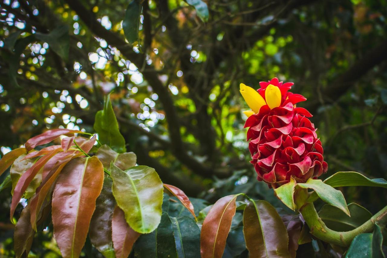 Pousada Além do Jardim Praia do Rosa Extérieur photo